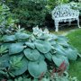 Blauwgroene hosta